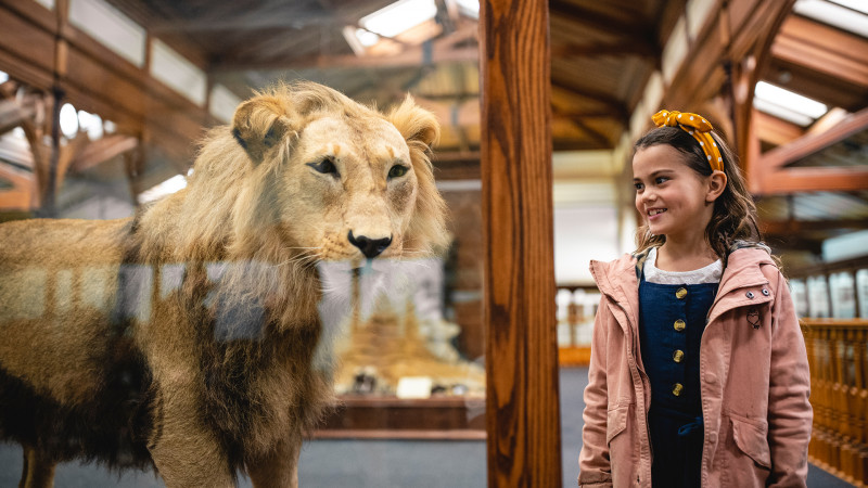 A girl exploring the museum looking at a lion