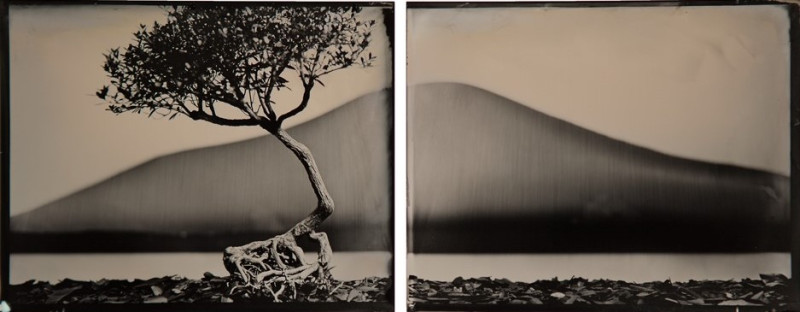 Wet Plate Image of tree and mountain.